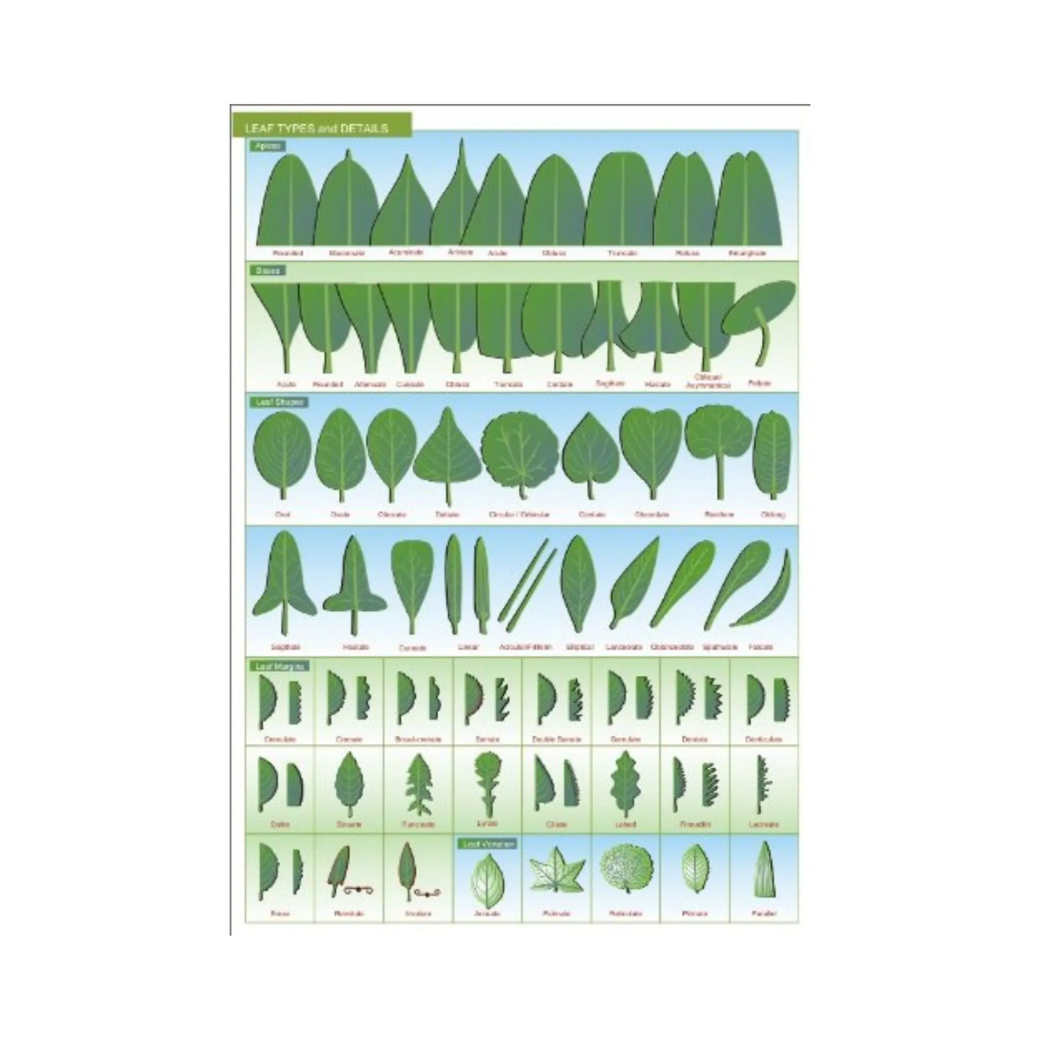 Botanical Field Guide