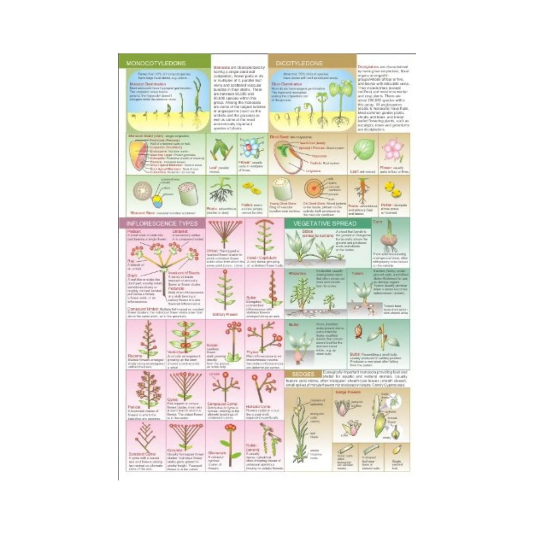 Botanical Field Guide