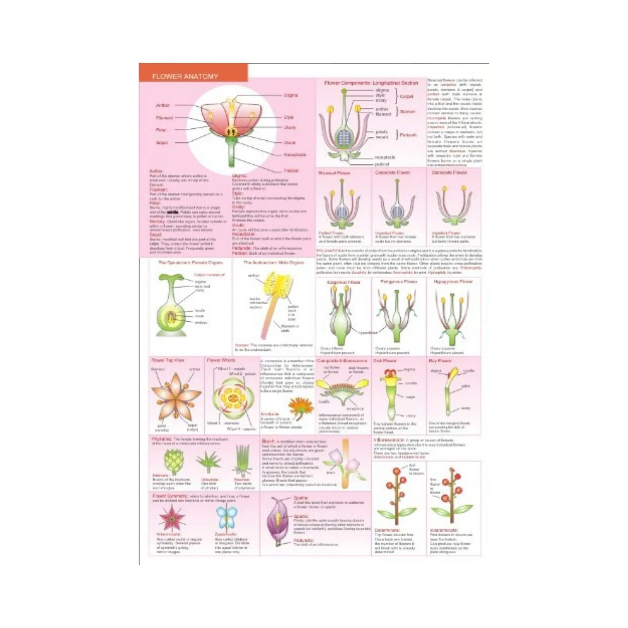 Botanical Field Guide