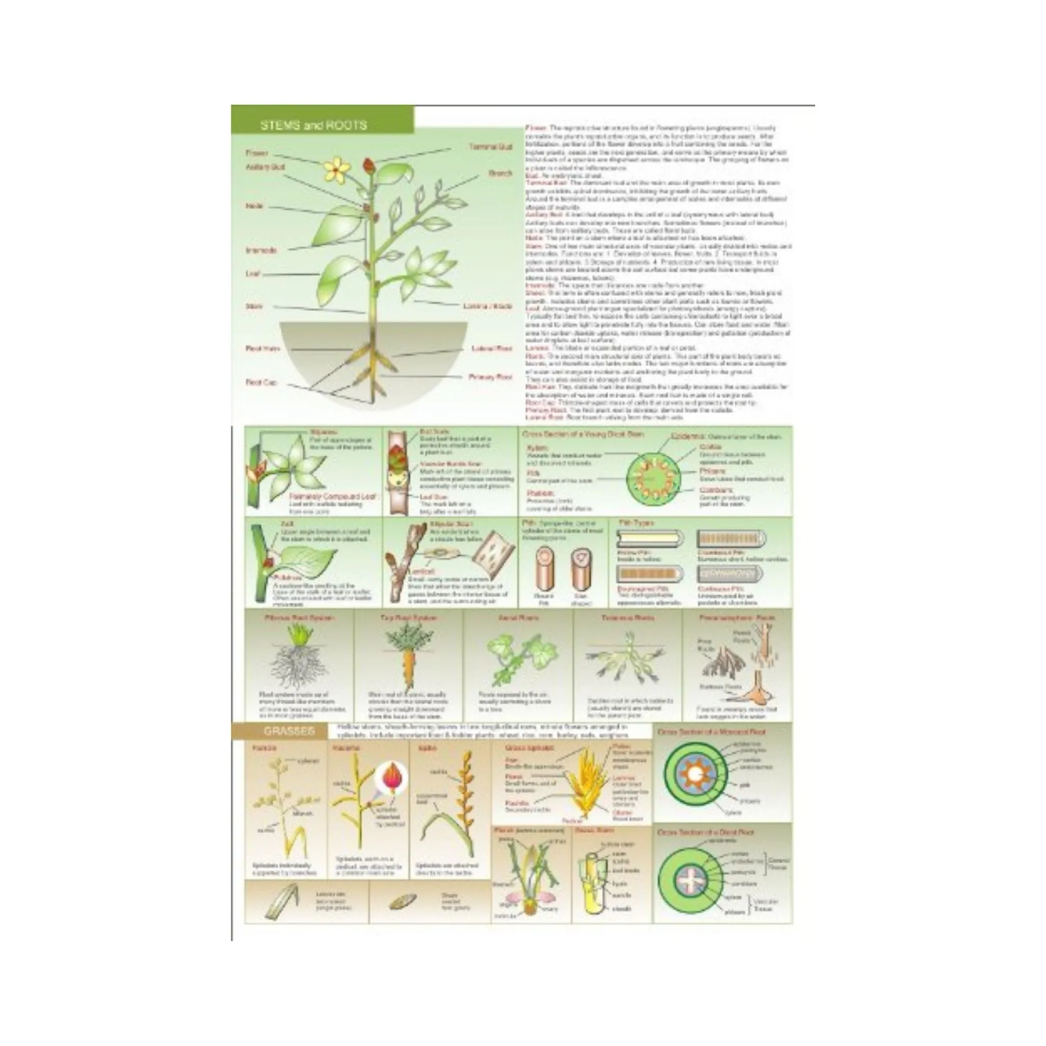 Botanical Field Guide